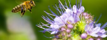 honeybee-purple-flower-e1504331677727