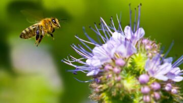 honeybee-purple-flower-e1504331677727