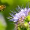 honeybee-purple-flower-e1504331677727