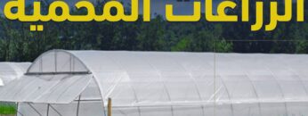 خطر يهدد الزراعات المحمية في المحرر، ما هي الحلول والبدائل؟