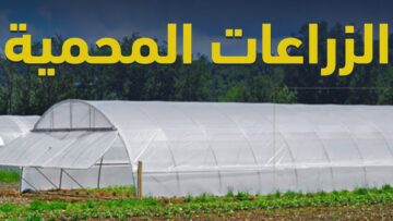 خطر يهدد الزراعات المحمية في المحرر، ما هي الحلول والبدائل؟