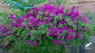 يا طيب أرضك – قصي المصري – راديو الثورة88888888888888888888