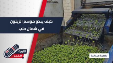 التحديات والصعوبات في جني محصول الزيتون شمال حلب صورة