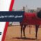 مضمار حماة يحتضن السباق الدوري الثالث للخيول العربية