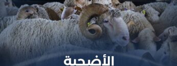 ما أحكام الأضحية وعلى من تجب؟