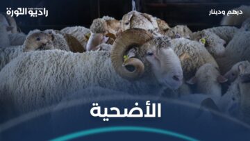 ما أحكام الأضحية وعلى من تجب؟