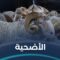 ما أحكام الأضحية وعلى من تجب؟