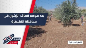 رغم جرف مساحات واسعة منها… بدء موسم قطاف الزيتون في محافظة #القنيطرة