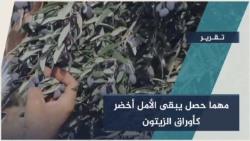 الزيتون في ريف #إدلب… رمز الصمود وعودة الأهالي إلى أرضهم