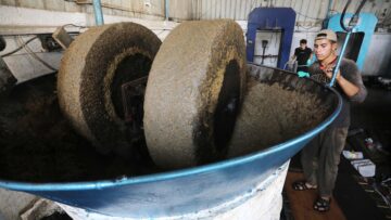 عصر الزيتون بالطريقة اليدوية… أصالة تُحافظ على النكهة والقيمة