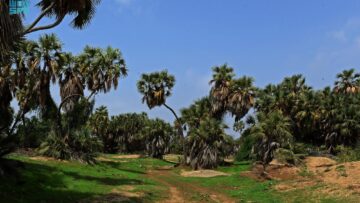 في إطار تعزيز الاستدامة البيئية… وبحضور رسمي إطلاق حملة لزراعة 11 ألف شجرة في #حلب