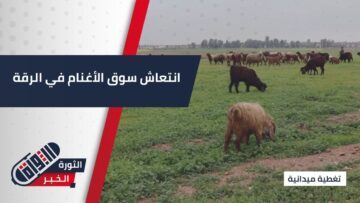 تحسّن ملحوظ في أسعار الأغنام بأسواق الرقة نتيجة الهطولات المطرية الأخيرة