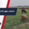 تحسّن ملحوظ في أسعار الأغنام بأسواق الرقة نتيجة الهطولات المطرية الأخيرة